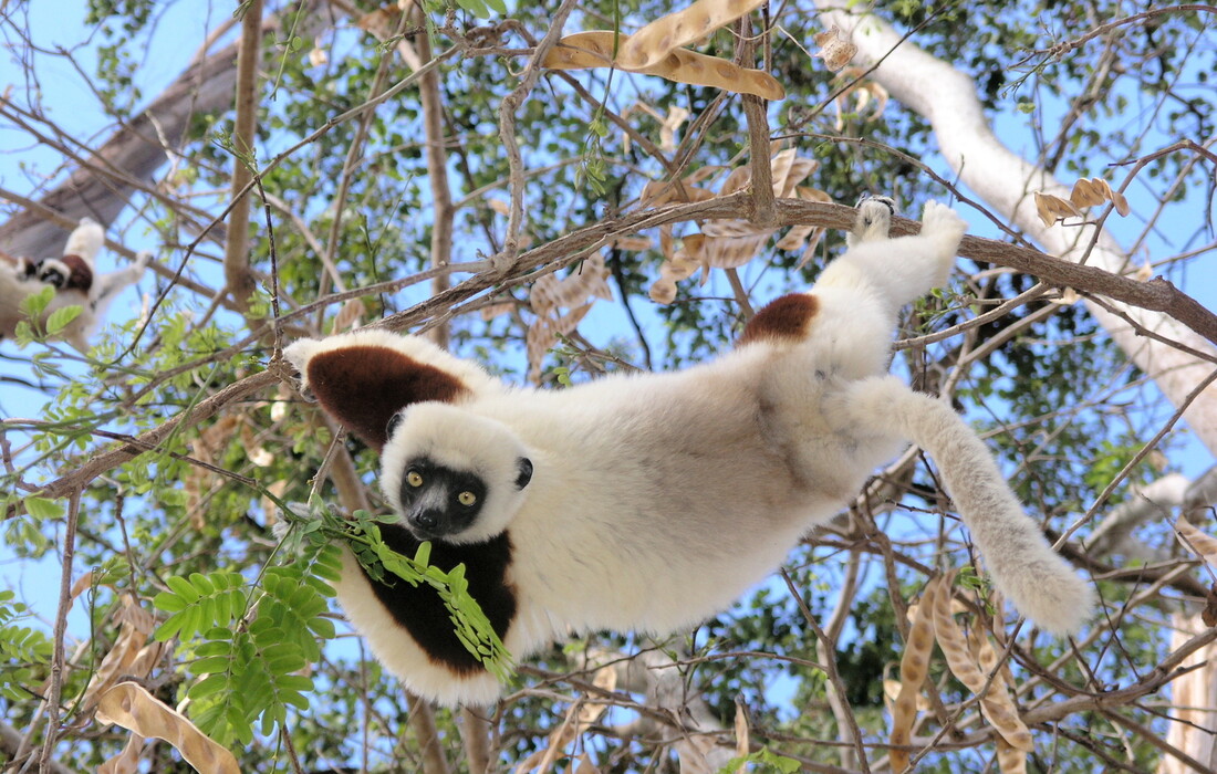 Madagaskar, lemurski majmun, vođene ture, grupni polasci, garantirana putovanja