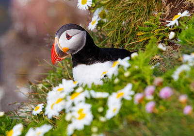 Puffin je ptica sa Islanda, putovanje na Island